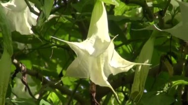 Büyük beyaz tropikal çiçekli brugmansia tatula çalı