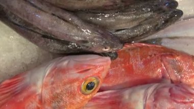 Taze Balık pazarı sergilenen egzotik balık yakaladı