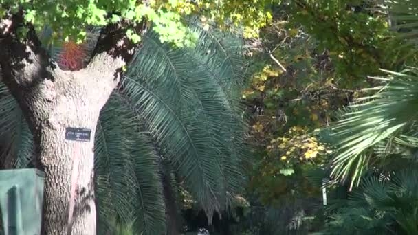 Gasse im botanischen Garten Madrids — Stockvideo