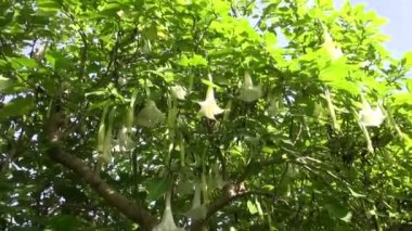 Büyük brugmansia tatula bush güneşli
