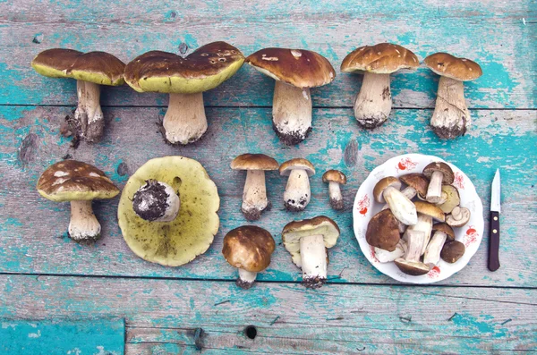 Колекція білий гриб — стокове фото