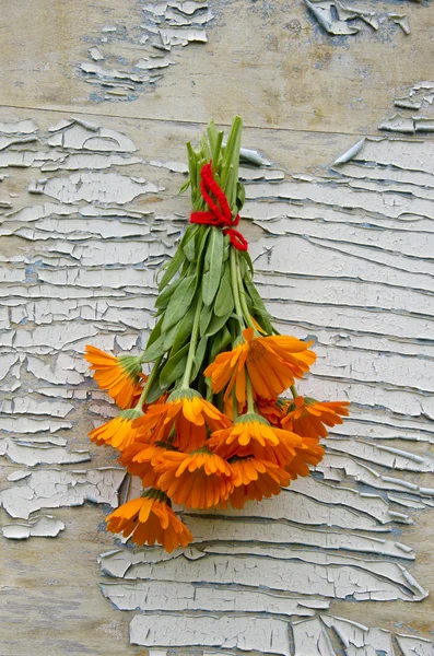 Bunch freshly picked calendula hanging on peeling background — Stock Photo, Image