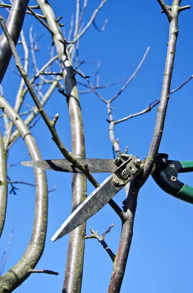Tesouras de poda penduradas em macieira na primavera — Fotografia de Stock