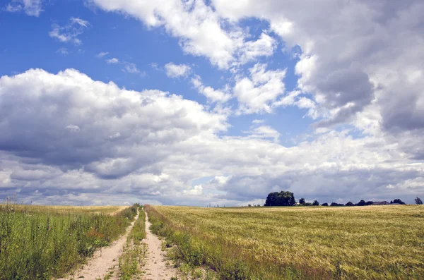 Paysage rural avec buissons et nuages — Photo