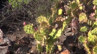 Hint inciri meyve lav kayaları Tenerife, İspanya arasında