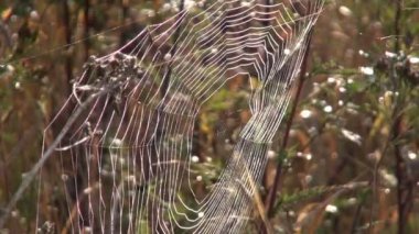 Güneşli esintiyle hareketli örümcek ağı