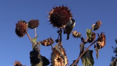 Ayçiçeği heliantus tohum toplama Marsh baştankara