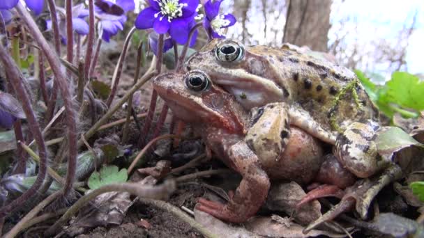 Violetta blommor och två kopulerande grodor på våren — Stockvideo