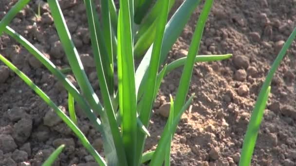 Zonovergoten uien kweken in groente tuin — Stockvideo