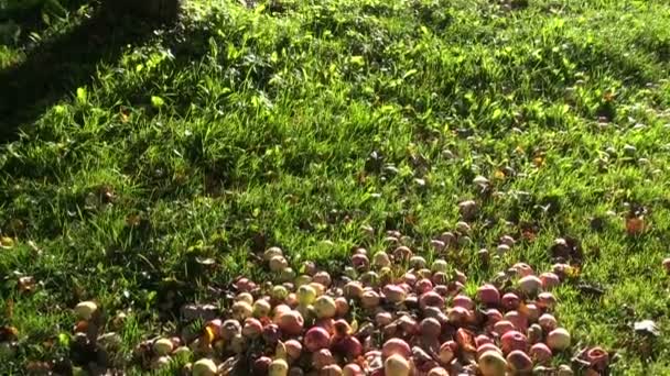 Rotten apple heap in platteland op zonnige ochtend — Stockvideo