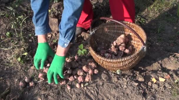 Coltivatore giardiniere raccolta Gerusalemme carciofo elianto tuberoso — Video Stock