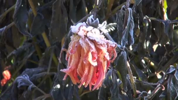 Gefrorene Dahlienpflanze im herbstlichen Garten — Stockvideo