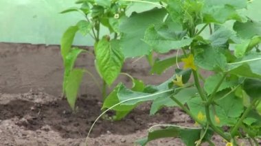 Kırmızı biber ve salatalık bitkiler serada