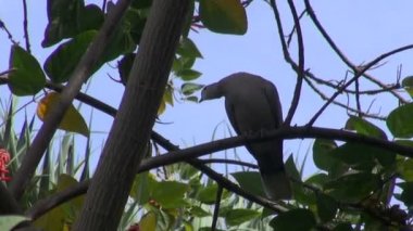 Avrasya yakalı ağaca tünemiş güvercin