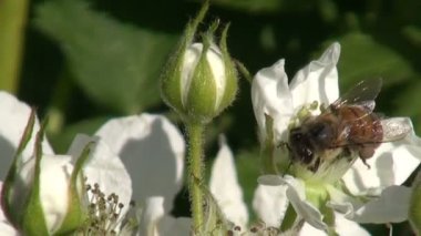 Arı malzeme çekme polen BlackBerry