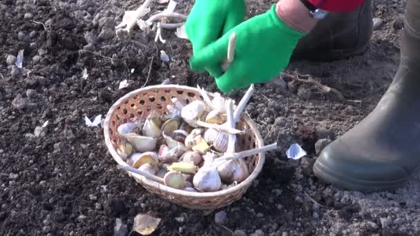 Nő vezető garlics tisztítása és előkészítése a növény őket — Stock videók