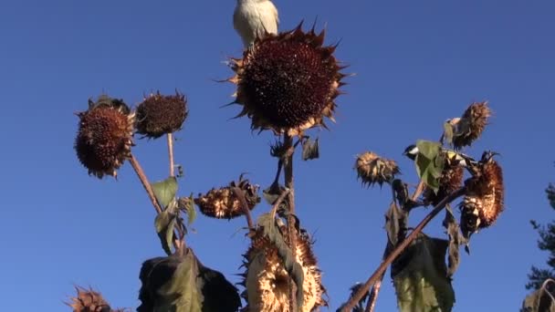 Sumpfmeisen und Kohlmeisen fliegen um Sonnenblumen herum und streiten über Samen — Stockvideo