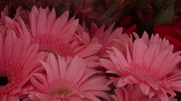 Gerbera och andra blommor i marknadsstånd — Stockvideo