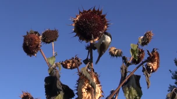 Sumpfmeisen und Kohlmeisen fliegen und hocken auf Sonnenblumen — Stockvideo