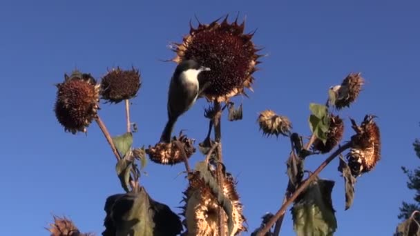 Sumpfmeisen und Kohlmeisen fliegen und sitzen auf Sonnenblumen — Stockvideo