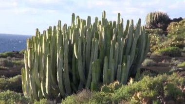 Lav büyüyen bitkiler