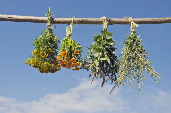Medical herbs hanged to dry outside — Stock Photo, Image