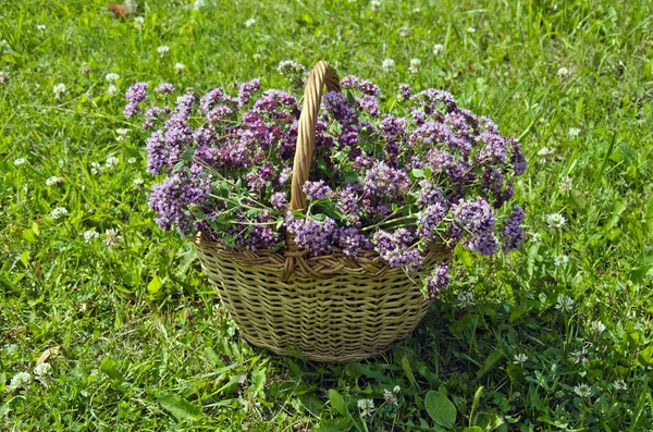 Oreganum wild marjoram  in wicker basket — Stock Photo, Image