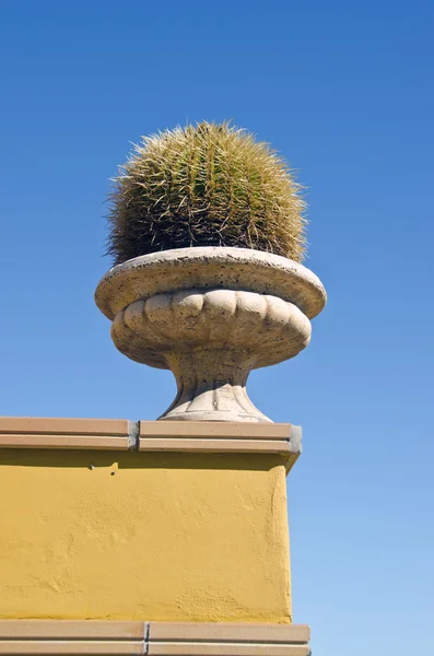 Big cactus i en vas på en husvägg — Stockfoto