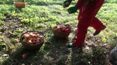 Elma elma ağacı tarafından üç hasır sepet elma tam yerleştirme bahçıvan