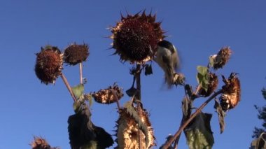 Ayçiçeği üzerinde tünemiş iken tohumları yemek Marsh baştankara