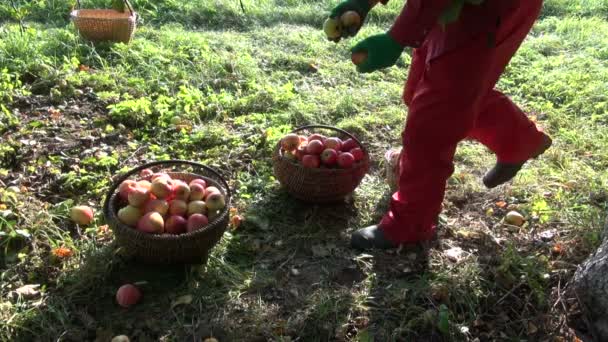 Садівник розміщує яблука в трьох плетених кошиках, повних яблук біля яблуні — стокове відео
