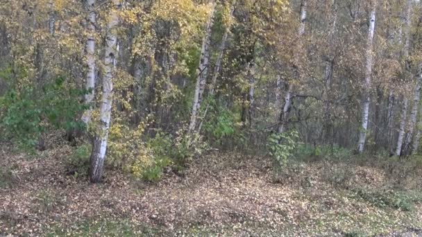Björkar av röjning med fallande löv — Stockvideo