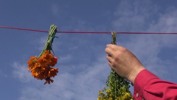 Hand hanging calendula, St. John's wort and cornflower on a string to dry — Stock Video