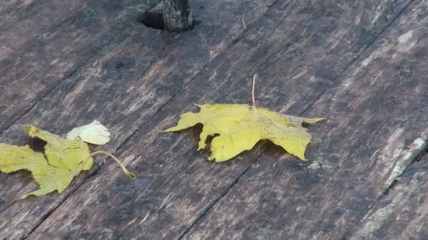 Yellow maple leaves on children playground equipment — Stock Video