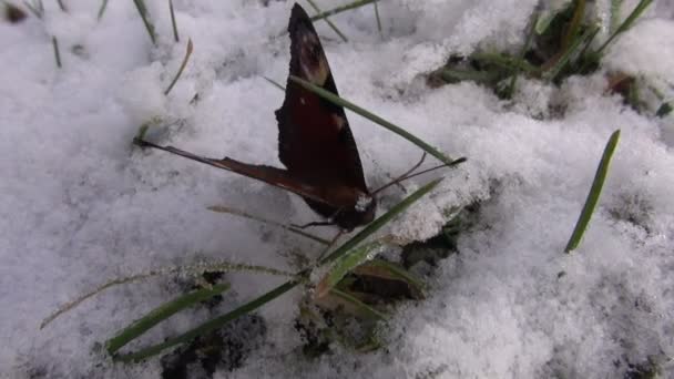 Павлинья бабочка на снегу — стоковое видео