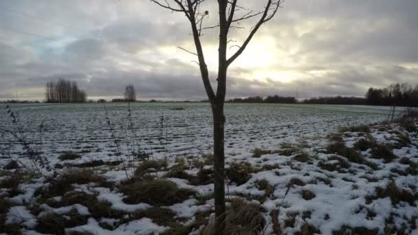 Moln kör över landskap med tillväxt i det gröna fältet vete täckt med snö, tidsinställd 4k — Stockvideo