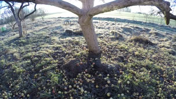 Eski elma ağacı içinde sabah, zaman atlamalı 4 k hareketli güneş — Stok video