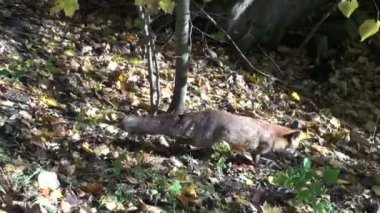 Kızıl Tilki sonbahar güneşli ormanda yürüyüş