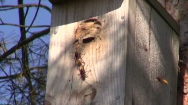 Girişinde uçan eşekarısı ağacıyla kuş yuva kutusunda ortak eşekarısı yuvası