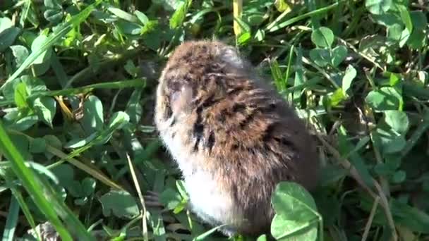 Bank vole  Myodes glareolus in grass — Stock Video