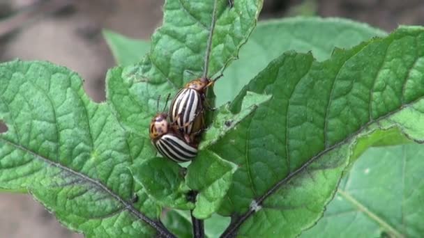 Twee copulerende gestreepte colorado aardappel kevers op aardappel bladeren in tuin — Stockvideo