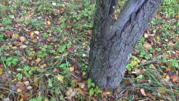 Oude verlaten houten schuur met oude apple boomstam in herfst nevel — Stockvideo