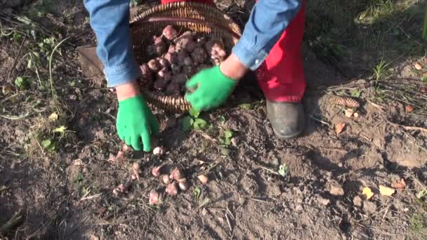 Jardineiro cavando tubérculos de alcachofra Jerusalém — Vídeo de Stock