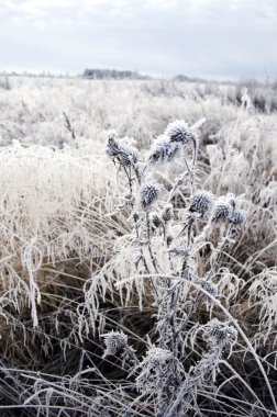 Don dondurulmuş kışlık alanındaki bitkilerle