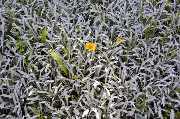 Gele bloemen bloeien tussen gebladerte — Stockfoto