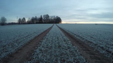 Sunrise bulutlar buğday, zaman atlamalı 4 k alan karlı büyüme üzerinde çalışan ile