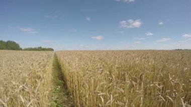 Alan buğday güneşli yaz gününde, zaman atlamalı 4k