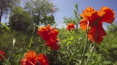 Turuncu haşhaş 4k çiçekli,