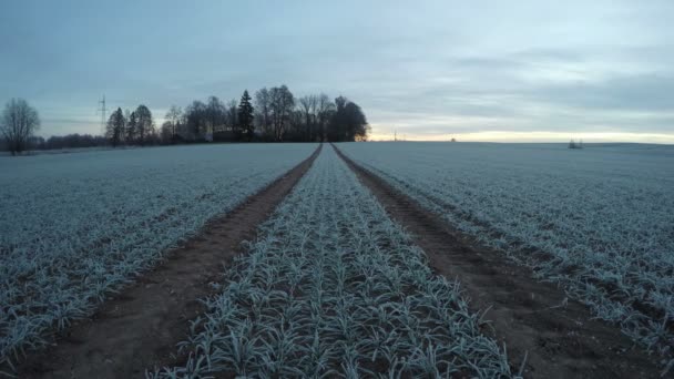 Zonsopgang met wolken loopt over besneeuwde groei van veld van tarwe, time-lapse 4k — Stockvideo