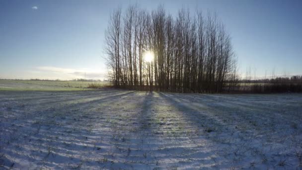 Puesta de sol detrás de los árboles creciendo en el campo de invierno, lapso de tiempo 4K — Vídeos de Stock